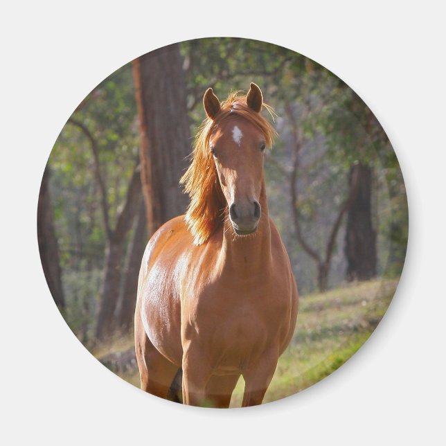 Pferd im Wald Magnet (Vorne)