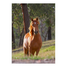 Pferd im Wald Plakatdruck AB 8.99