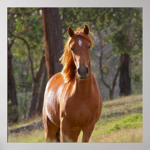 Pferd im Wald Poster