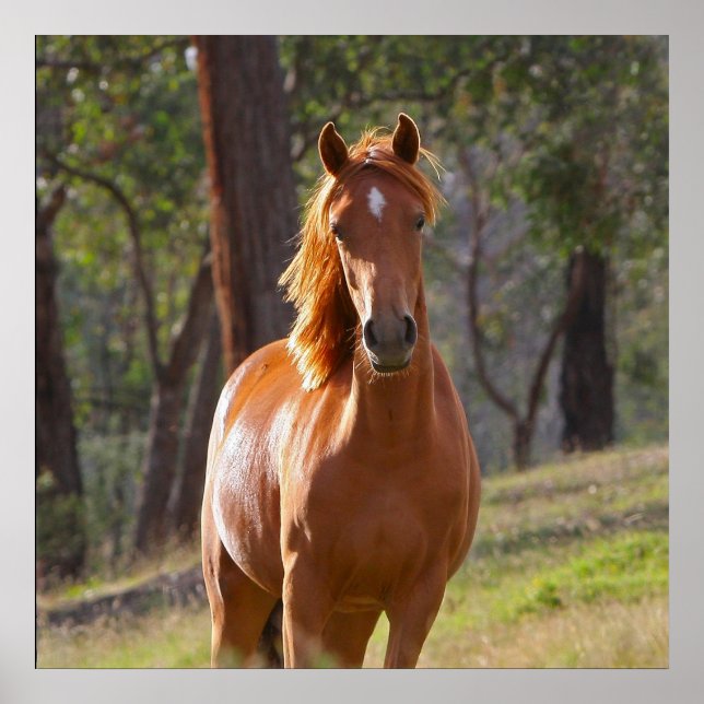 Pferd im Wald Poster (Vorne)