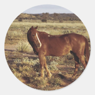 Pferd in der Weide Runder Aufkleber