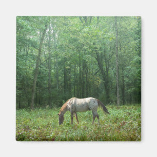 Pferd in der Wiese Magnet