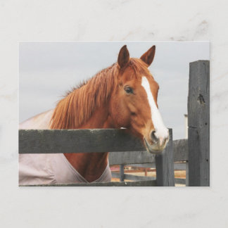 Pferd in einer Decke am Zaun Postkarte