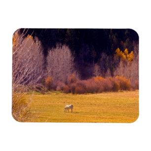 Pferd in Fall I Magnet