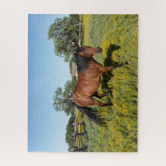 Pferd in Medow