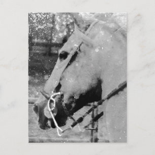 Pferd in Schwarz und Weiß Postkarte