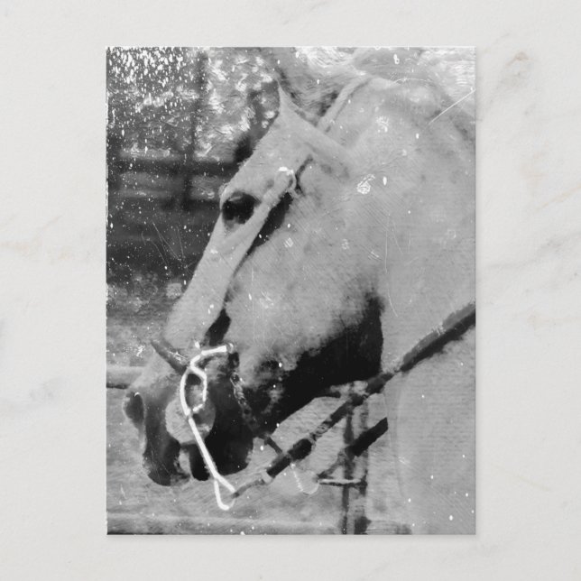Pferd in Schwarz und Weiß Postkarte (Vorderseite)