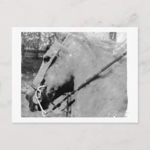 Pferd in Schwarz und Weiß Postkarte