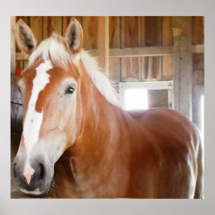 Pferd in Stall 2 Poster