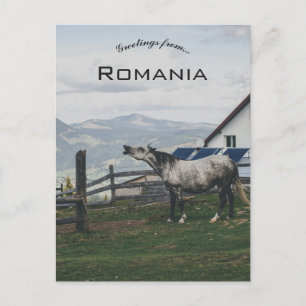 Pferd in Vatra Dornei Rumänien Postkarte