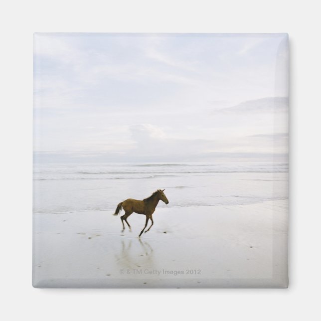 Pferd läuft am Strand Magnet (Vorne)
