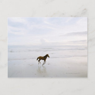 Pferd läuft am Strand Postkarte