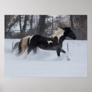 Pferd läuft durch den Schnee Poster