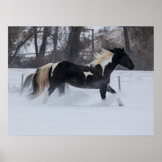 Pferd läuft durch den Schnee Poster (Vorne)