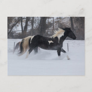 Pferd läuft durch den Schnee Postkarte