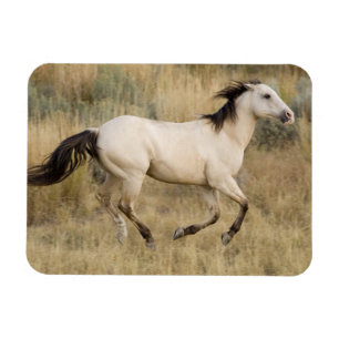 Pferd läuft durch Präriegras Magnet