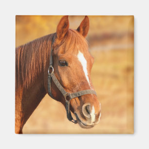 Pferd Magnet