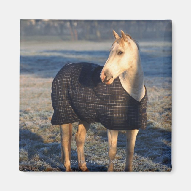 Pferd Magnet (Vorne)