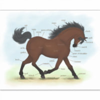 Pferd mit Blaze Equine Anatomie Diagramm Diagramm