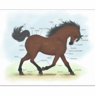 Pferd mit Blaze Equine Anatomie Diagramm Diagramm Aufkleber