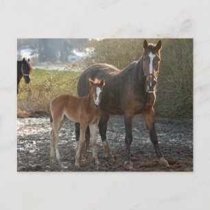 Pferd mit Fohlen-Postkarte Postkarte