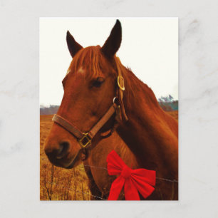 Pferd mit roter Schleife Postkarte