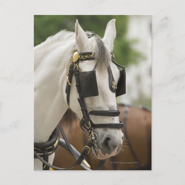Pferd mit Scheuklappen Postkarte (Vorderseite)