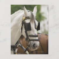 Pferd mit Scheuklappen