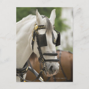 Pferd mit Scheuklappen Postkarte