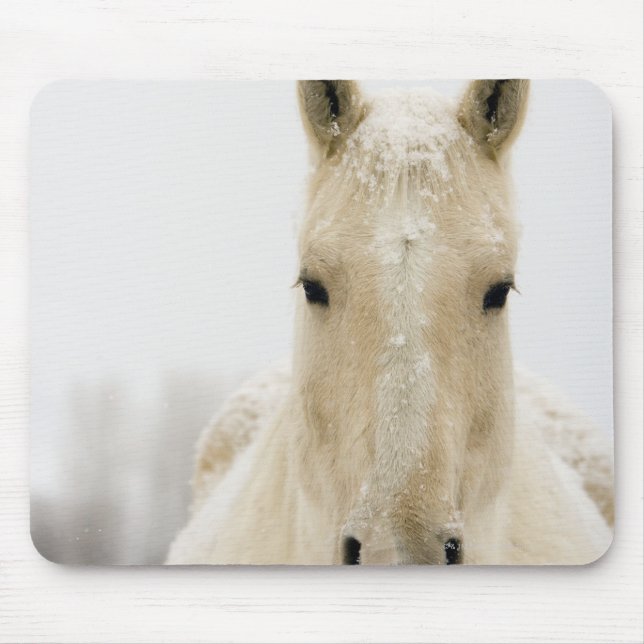Pferd mit Schnee auf dem Kopf Mousepad (Vorne)