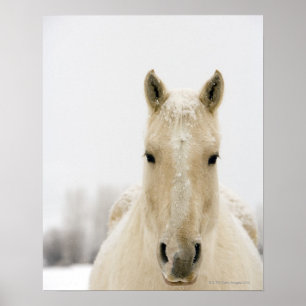 Pferd mit Schnee auf Kopf Poster