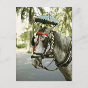 Pferd mit Sonnenschirm, Madrid, Spanien Postkarte