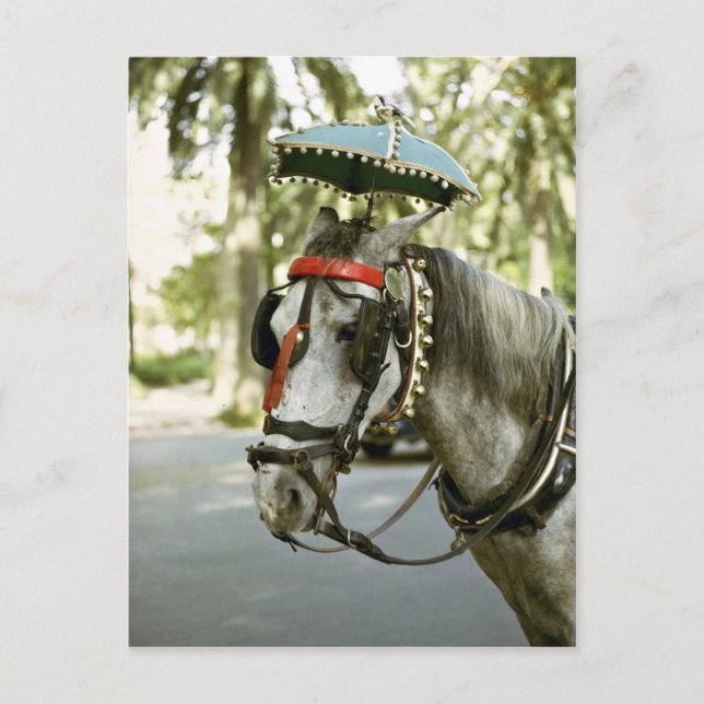 Pferd mit Sonnenschirm, Madrid, Spanien Postkarte (Vorderseite)