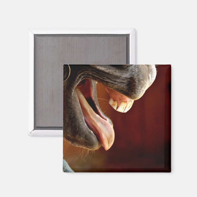 Pferd, Mund offen, Zunge raus, Zähne. Magnet (Vorderseite/Rückseite)