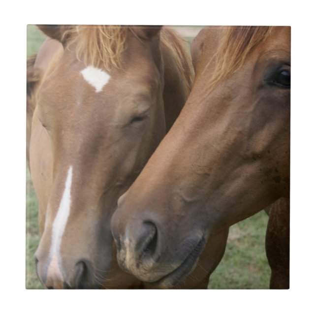 Pferd Nuzzle Fliese (Vorderseite)