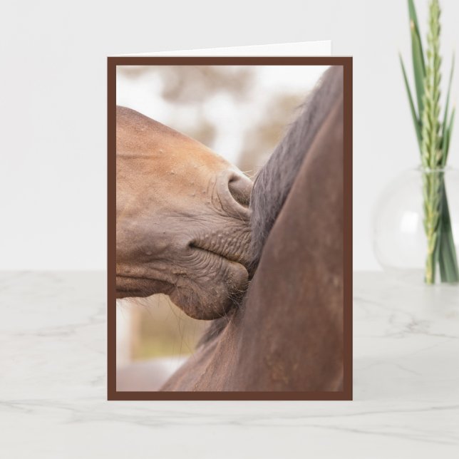 Pferd Nuzzle Valentinsgruß Feiertagskarte (Vorderseite)