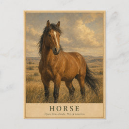 Pferd Offene Graslandschaften VINTAGE Postkarte