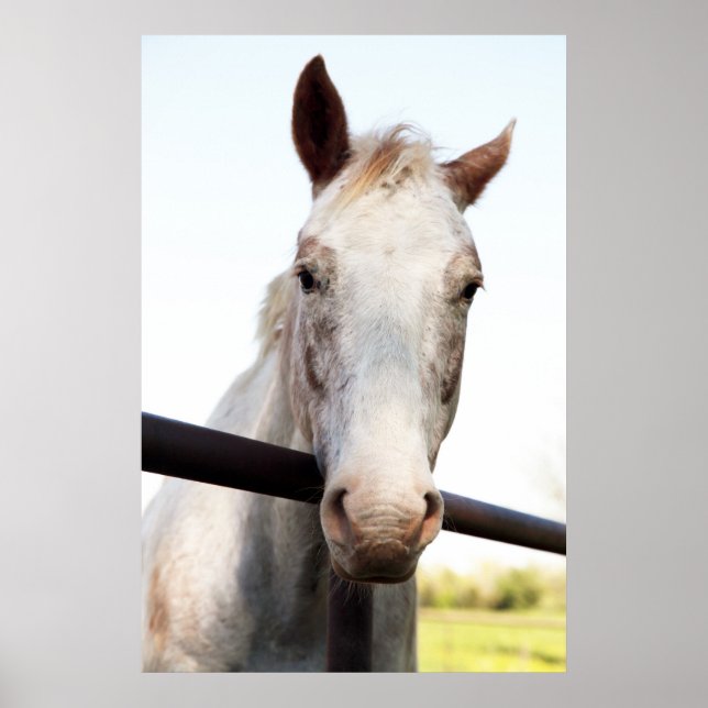 Pferd Poster (Vorne)