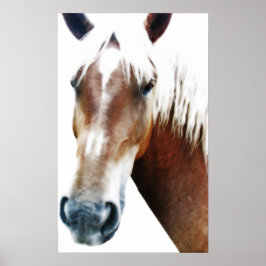 Pferd Poster