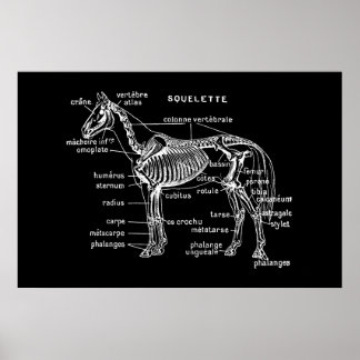 Pferd Poster