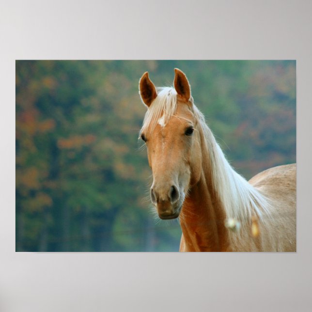 Pferd Poster (Vorne)