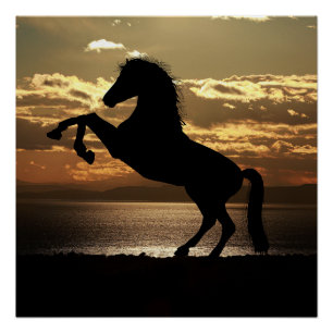 Pferd Poster