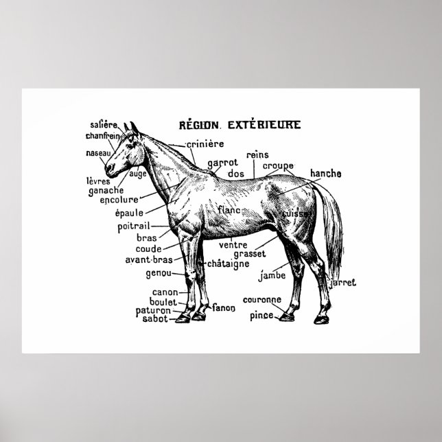 Pferd Poster (Vorne)