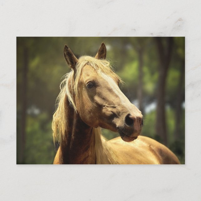 Pferd Postkarte (Vorderseite)