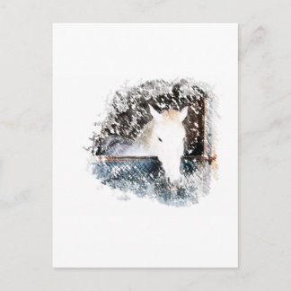 Pferd Postkarte