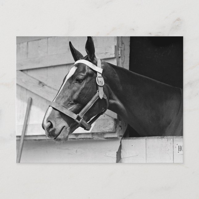 Pferd Postkarte (Vorderseite)