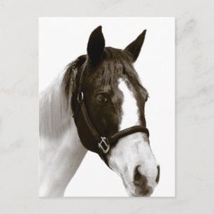 Pferd Postkarte