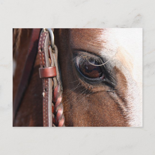Pferd Postkarte (Vorderseite)