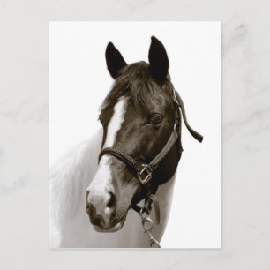Pferd Postkarte