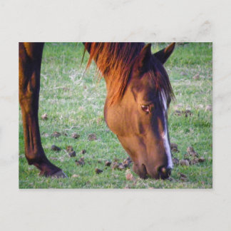 Pferd Postkarte